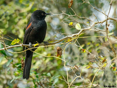 BOYERÍN (Icterus pyrrhopterus) - Monte sobre río Yi-DURAZNO (Abril 2012)